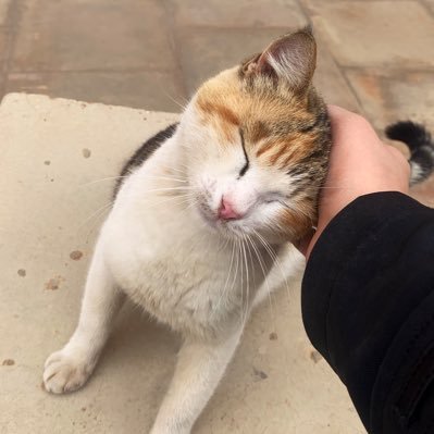 Muslim 🤍 | FG Radiologist 🩻👩⚕️ | works at: QB co. | Former Eng teacher | Gaming 🎮 Anime 🏴☠️ April 👸 of 95 🐈🎨📚👻 Earthy 🌍