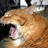 YarnDragon20's profile image