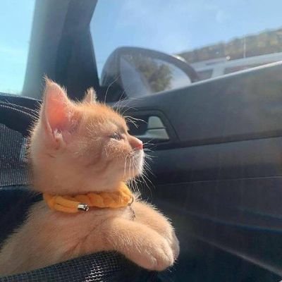 liyue29260574's profile picture. 区块链 套你脖子上的栓狗链