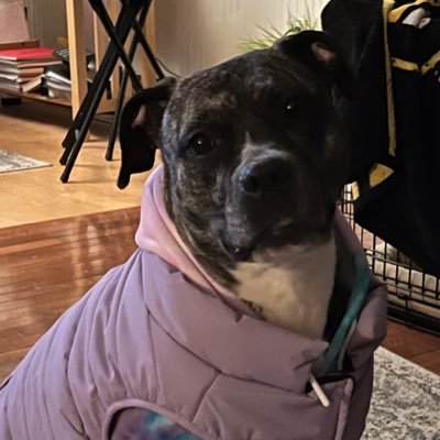 joevoe29's profile picture. dogs, beaches, scifi, live bands, environmental science, and naps