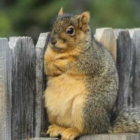 dişlek (@sincap_hanimm) Twitter profile photo