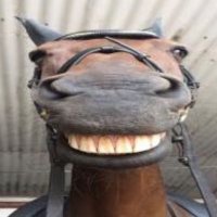 Sal (@ssa1m0n) 's Twitter Profile