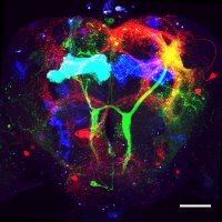 alpha phantom (@phantom_al87080) 's Twitter Profile