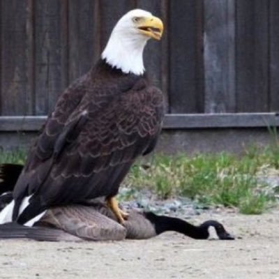 willyfolgers's profile picture. #viva #goavsgo #gorams