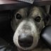 Life of Bruno 🐾🇨🇦🐾 (@j9_colbert) Twitter profile photo Life of Bruno 🐾🇨🇦🐾 (@j9_colbert) Twitter profile photo