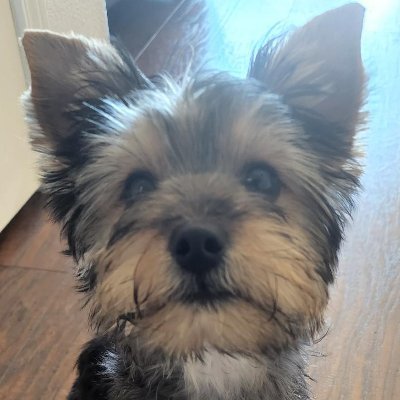 MacProudInfidel's profile picture. Athlete, investor. traveler, patriot. Wants freedom, common sense. Peace & Prosperity! Pro-nouns She-It SHIT  https://t.co/KUT4tGbTf3