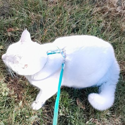 vanilyacat's profile picture. 