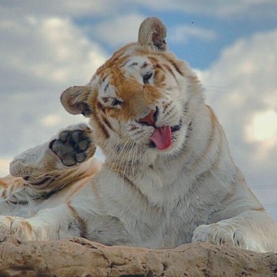 ezraescaped's profile picture. ✩°｡⋆⸜🇵🇷🇩🇴 ; | ig: @/muddmvp｡･:*˚:✧｡