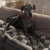 Charlie the Great Dane (@justagreatdane) Twitter profile photo Charlie the Great Dane (@justagreatdane) Twitter profile photo
