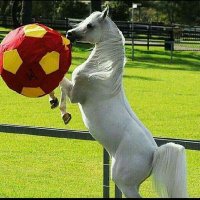 اصايل العرب (@a2y15) 's Twitter Profile