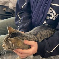 🦊 (@handewl) 's Twitter Profile