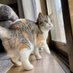 猫の生活 (@hotcatlife) Twitter profile photo 猫の生活 (@hotcatlife) Twitter profile photo