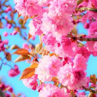 Shaon (@hasanrover1072) 's Twitter Profile