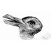 WhiteRabbit (@whitera88360031) Twitter profile photo WhiteRabbit (@whitera88360031) Twitter profile photo