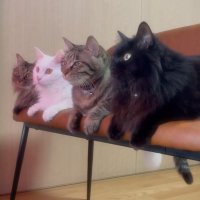 mam＊ (@mam__neko) Twitter profile photo