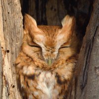Roppity Photography (@roppityphotos) 's Twitter Profile