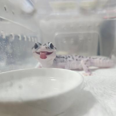 飼い主のケケです
ミヌエット🐱♂タレ目は正義👊
レオパ30🦎
ニシアフ6🦎
タマキ2🦎
ボール1🐍
フクロモモンガ♂
モルフ計算勉強中🦎
#爬虫類 #猫
#ペットのいる生活
#爬虫類好きと繋がりたい
#レオパ #ニシアフ #ボールパイソン
#タマキカベヤモリ #フクロモモンガ