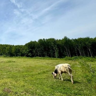 wildwellings's profile picture. •First generation farmers •Family of 6  •Raw Milk Enthusiast •Pasture Pork •Stay Wild