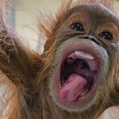 chimpleminded's profile picture. a chimple lady with refined tastes