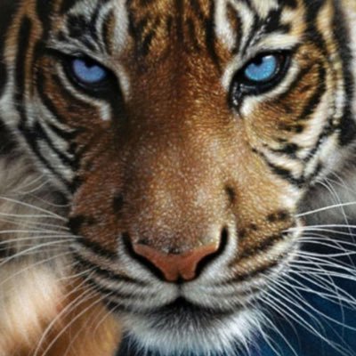 TigerEyesToday's profile picture. 