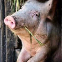 Orlando Beltrán Quesada Ⓥ 🐕🐐🐥🐓🐃🐎🐖🐂🐈 (@orlandobeltranq) 's Twitter Profile Photo Orlando Beltrán Quesada Ⓥ 🐕🐐🐥🐓🐃🐎🐖🐂🐈 (@orlandobeltranq) 's Twitter Profile Photo