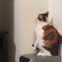 rusty (too little/too much) (@rusty_kn1fe) 's Twitter Profile