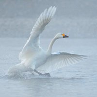 宇宙ネコ (@vhq0yw20mvojfl4) 's Twitter Profile Photo