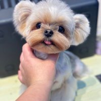mie (@wmswc9i46m76144) 's Twitter Profile