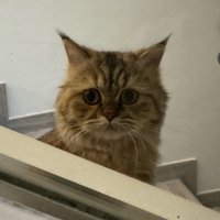 NoTTheDev (@realdynastydao) 's Twitter Profile Photo NoTTheDev (@realdynastydao) 's Twitter Profile Photo