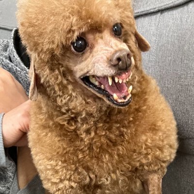 yu1020syo's profile picture. 7年前にトイプードルを拾いました。 今では立派な家族の一員です♪ トイプーなのに7㎏あります🤪#トイプードル #犬のいる暮らし
