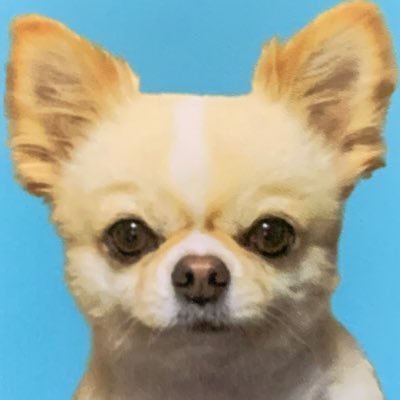 デスチワワさんのプロフィール画像