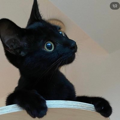 aaaa_lydiaaaaa's profile picture. 