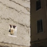 Soggy Cat Propaganda (@sogpropaganda) 's Twitter Profile