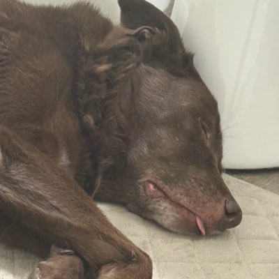 Pinkadalick's profile picture. Mathew 5:14-16. Christ is King 👑Gnoticer. Writer. Gamer. Dog Father. Question Everything.