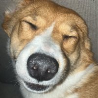 ESC Wardog (@fn_wardog) 's Twitter Profile