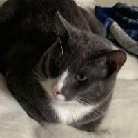 Rata (@rataisunlucky) 's Twitter Profile