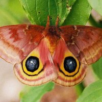 moth bug 🐛 (@oimothio) 's Twitter Profile