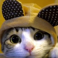 kittiesescape | book review (@fluffypaws_05) 's Twitter Profile
