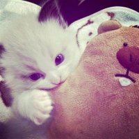 lolaa (@bebekbetinaa) Twitter profile photo