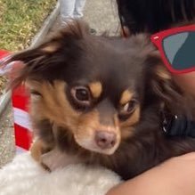 ホットドッグ屋COCODOGのチワックス、COCOです!!基本ポーカーフェイス女子、4歳です🩵 臆病で心配性で甘えん坊🐶🤍お店はわんちゃん連れ⭕️です☺️☺️ぜひ来てね!https://t.co/SxlHwhM8Hw