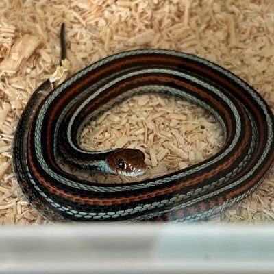 easy_rider_g's profile picture. 🏍️ 🦎 🐍 🪴