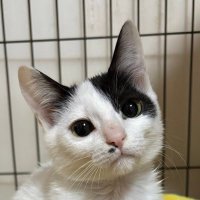 すみパン@5/11(日)譲渡会 (@aims2koz) 's Twitter Profile