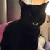 bitckcat (@bitckcat) Twitter profile photo bitckcat (@bitckcat) Twitter profile photo