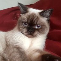 Bordovix 📈🌌 (@bordovixcrypto) 's Twitter Profile