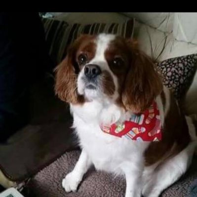 Sadly Millie gained her angel wings 25/6/2024 🌈 🪽 deeply loved, never forgotten My best friend ❤️🩹