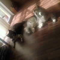 deutscher gebürtiger (@sturbornd59098) 's Twitter Profile