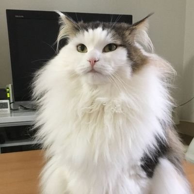 hosihase's profile picture. カマソッソ、ジュナオ信者
カマソッソ実装されるまでFGO放置したい
アニメ好き
龍とか好き
ファッキンガム宮殿