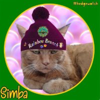 Kris M & Simba (@chrishorton61) 's Twitter Profile