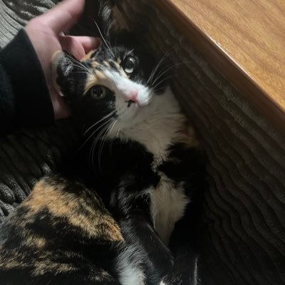 mj13083's profile picture. ハーゲンダッツ食べたい。