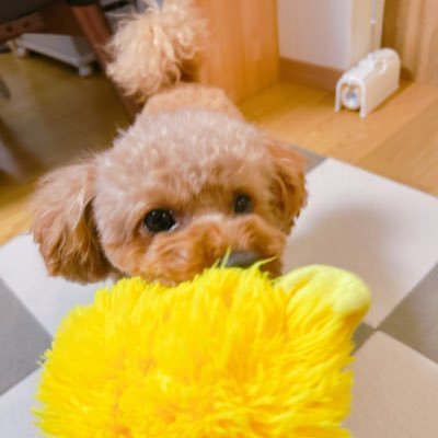🎂2022/12/28 🏡2023/3/18 トイプードルのレッド、女の子です。 ペット関係アカウントフォロバさせて頂いておりますが、気づかず遅くなることがございます🙇♀️
